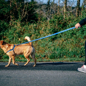 Clean and Sanitize Your Yard After a Dog Waste Incident