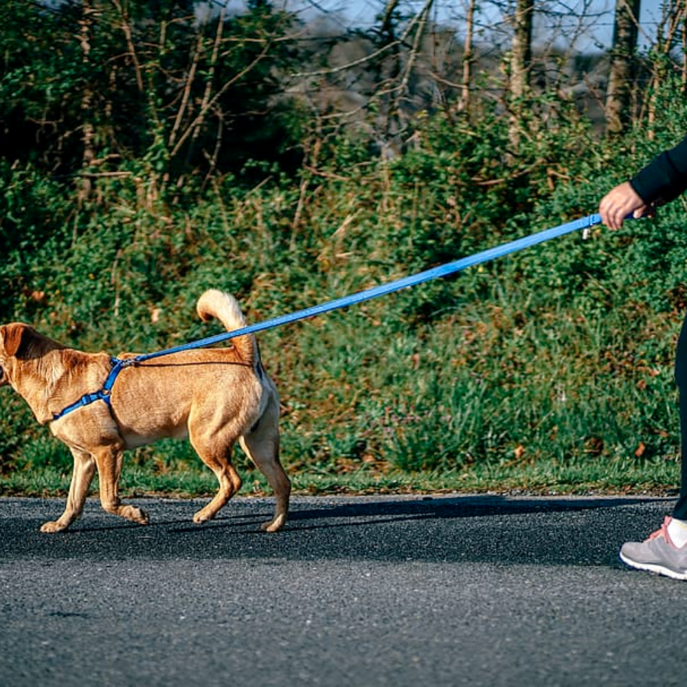 Clean and Sanitize Your Yard After a Dog Waste Incident